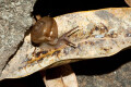 Tanychlamys amboinensis Benteng, Selayar, Indonesia, adult